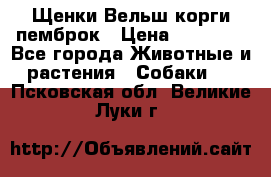 Щенки Вельш корги пемброк › Цена ­ 35 000 - Все города Животные и растения » Собаки   . Псковская обл.,Великие Луки г.